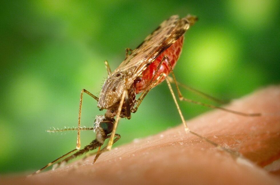 Malaria-mygg kan genredigeres slik at den ikke lenger kan overføre malaria-viruset. Dermed kan vi utrydde en sykdom som tar livet at hundretusenvis hvert år. Les mer her.
 Foto: Wikimedia commons@James Gathany