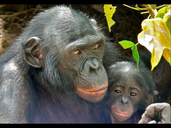 Bonoboene er en truet art i sitt naturlige habitat. Bonobo Conservation Initiative er et amerikansk-kongolesisk initiativ for å beskytte bonoboer, bevare deres naturlige regnskog-habitat og styrke lokale myndihgeter på Kongo-platået. Les mer på bonobo.org.
 Foto: Bonobo Conservation Initiative/bonobo.org