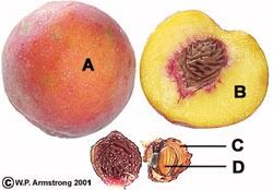 Laetrile, eller "vitamin B17" som det feilaktig kalles, utvinnes av aprikoskjerner. Her er det også blåsyre. En bieffekt av kreftbehandling med laetrile er derfor blåsyreforgiftning.
