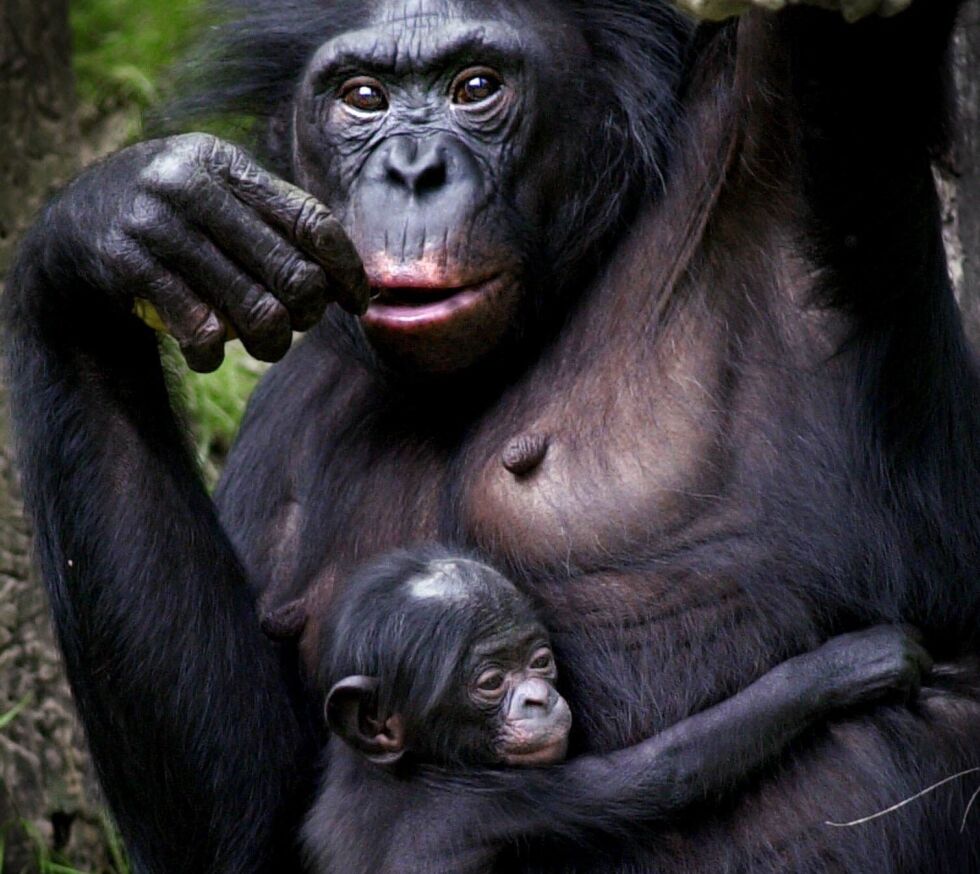 Dvergsjimpansene – bonoboene – har temmet seg selv, gjennom seksuell seleksjon, mener biologer i dag. Det har også gitt bonobo-hunner bedre kår enn vanlig sjimpanse-hunner.
 Foto: NTB-Scanpix