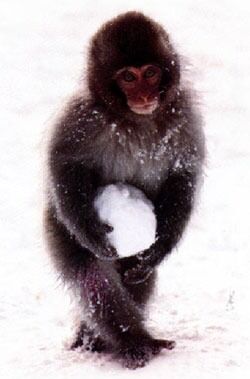 Våre medprimater har de aller fleste av våre mentale egenskaper, bare i mindre grad. Her har en ung makake på helt egen hånd laget en snøball. Se også.