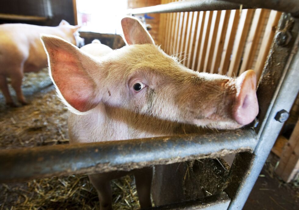 Utvikling av empati krever at vi må kunne se det enkelte individ, som denne grisen på Voll gård i Trondheim.
 Foto: Gorm Kallestad/NTB