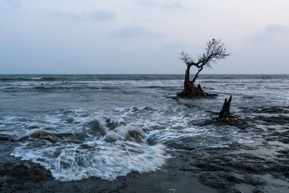 Bangladesh mai 2019: Klimaendringene synes på Kuakata-stranden, havet har steget, i Bangladesh, et av landene som er mest sårbare for effektene av endringene. Det er fare for at flere millioner vil måtte flykte på grunn av økt havnivå i løpet av de neste 40 årene.
 Foto: NTB-Scanpix