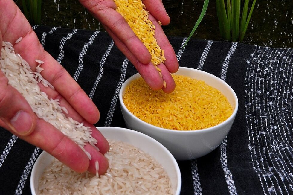 Golden Rice er ikke et reelt alternativ for bønder pr. i dag, sier Aina Bartmann.
 Foto: Wikimedia commons@IRRI