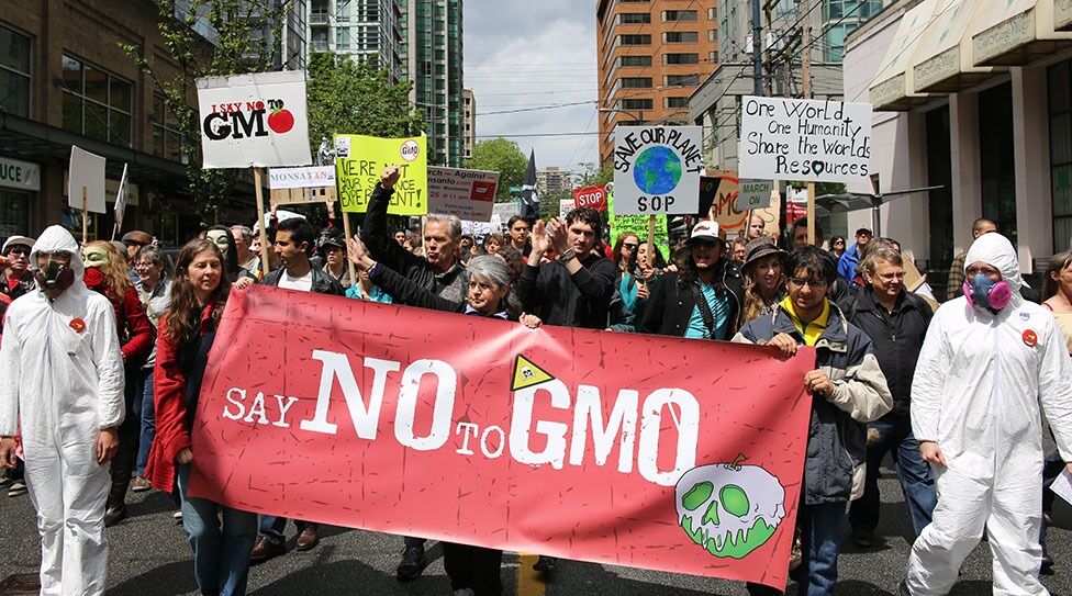 GMO – genmodifiserte organismer – og det multinasjonale såfrøselskapet Monsanto er blitt et hatobjekt for en del miljø- og antiglobaliseringsaktivister. Motstanden mot GMO-mat er velment, men hvor kunnskapsbasert er den?
 Foto: Wikimedia commons @ Rosalee Yagihara