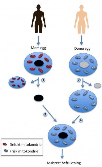 Dette har Ap, SV og Frp sagt ja til, og det er allerede tillatt i Storbritannia. Arne Holst-Jensen mener mitokondriedonasjon er genmodifikasjon av mennesker som vi ikke vet langtidskonsekvensen av.
 Foto: Bioteknologirådet