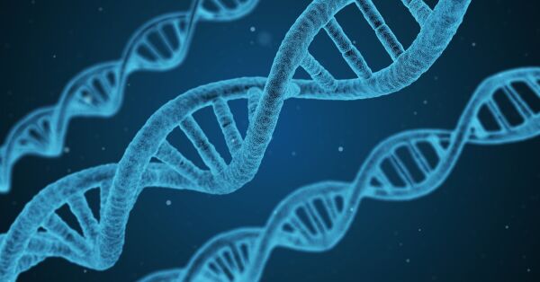 CRISPR – genmanipuleringens hellige gral