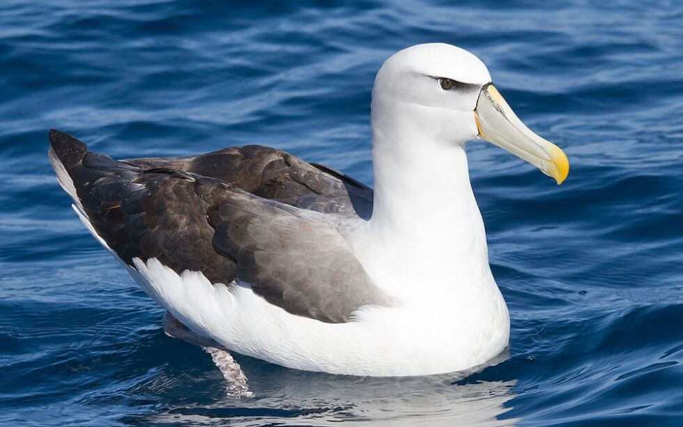– Vi tilber den flaksende ånd, den metafysiske ideen om albatrossen som en høyere sinnstilstand, skriver Church of the holy albatross.
 Foto: Wikimedia commons @ JJ Harrison