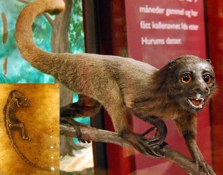Slik kan Ida (innfelt) ha sett ut da hun levde. Zoologisk museum har laget en modell av "vår stammor" som står utstilt rett ved siden av selve fossilet.