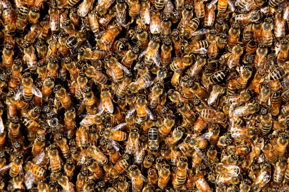 William Hamilton funderte over hvordan insektsamfunn kan utvikle seg: Arbeiderbiene og ditto veps, humler og maur er alle hunner – de er hunner som har «frasagt» seg retten til å legge egg – og i stedet bruker livet på å hjelpe mor, dronningen, slik at hun kan legge millioner av dem.