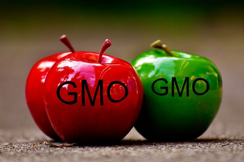 Nettverk for GMO-fri mat og fôr mener GMO-planter på merkes uansett, selv om de er trygge for mennesker og natur.