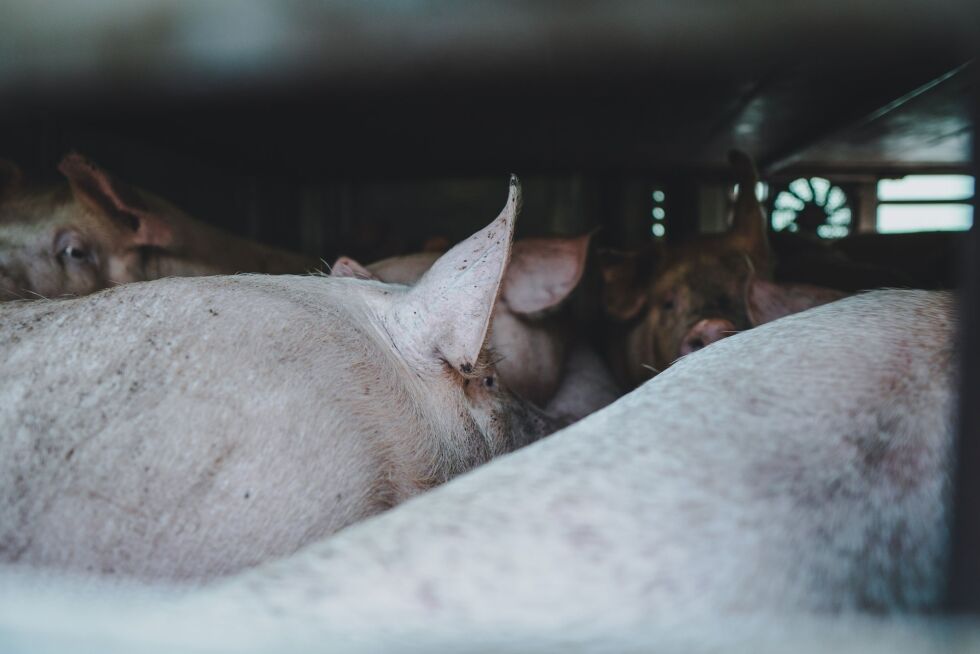 Burde vi slutte å ete gris, når Kristoffer Hatteland Eriksen (Litt som oss – en fortelling om grisen) dokumenterer skrika, og det som liknar på gråt, frå lastebilen når dei køyrast til slakt?
 Foto: Shutterstock