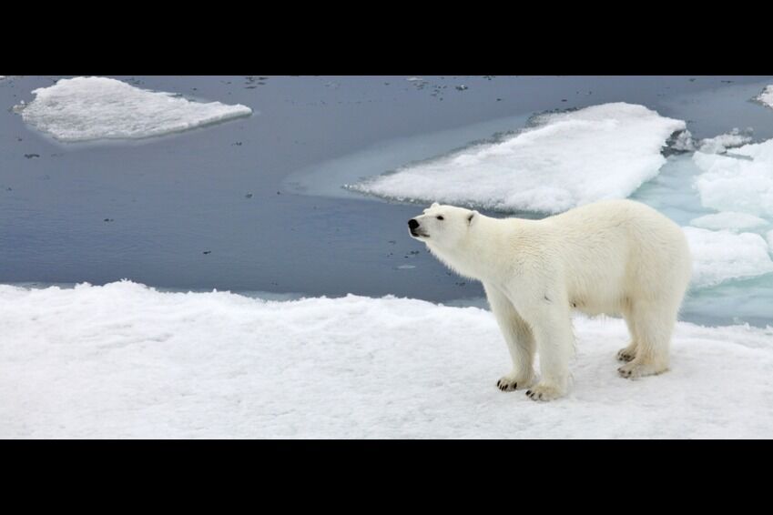 Norske forskere fikk pris for forskning der de kledde seg ut som isbjørn for å finne ut hvordan reinsdyr reagerte på det.
 Foto: Scanpix/Microstock