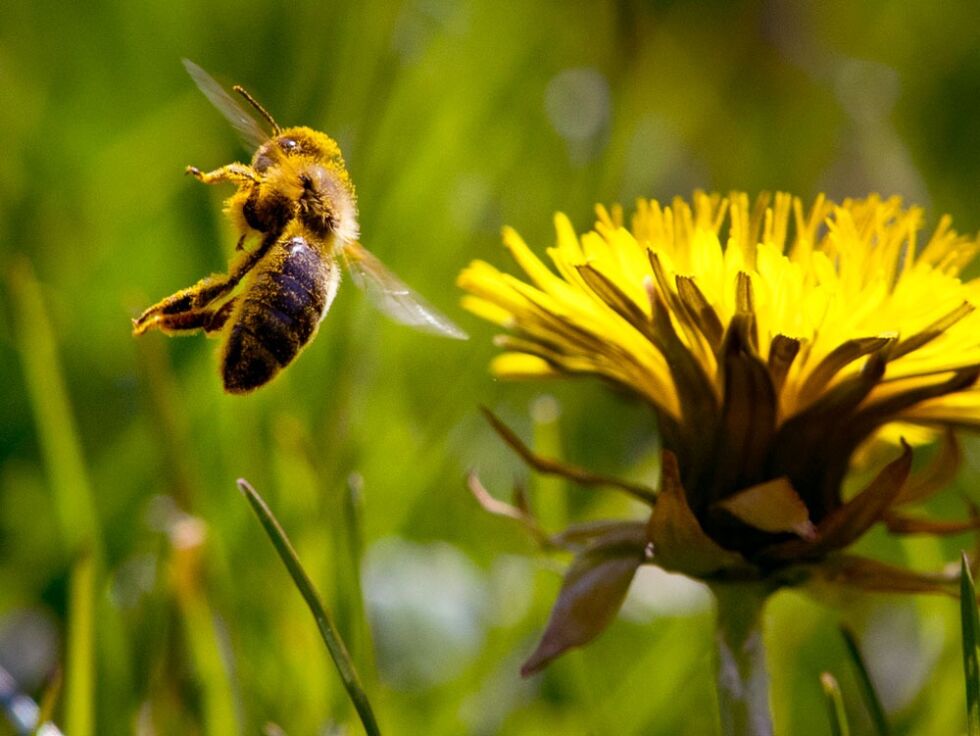 En bie med pollen flyr ved en løvetann i Frankfurt. FNs naturpanel anslår at nær 10 prosent av alle insekter er utrydningstruet.
 Foto: NTB Scanpix/AP