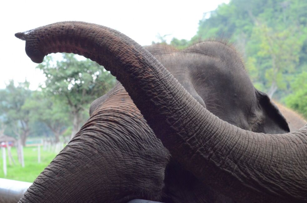 Elefanter har snabel. Men har de moral? Foto: Pxhere.com