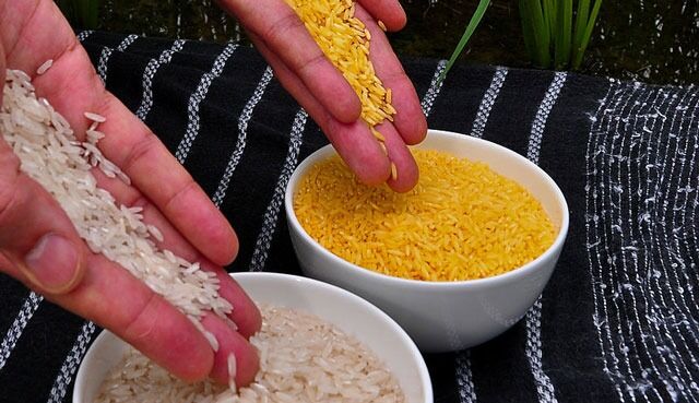 Golden rice har tydelig gul farge er genmodifisert til å inneholde A-vitamin. Risen er et tiltak for å berge de over 600.000 barna som dør av a-vitaminmangel hvert år.
 Foto: International Rice Research Institute (IRRI)