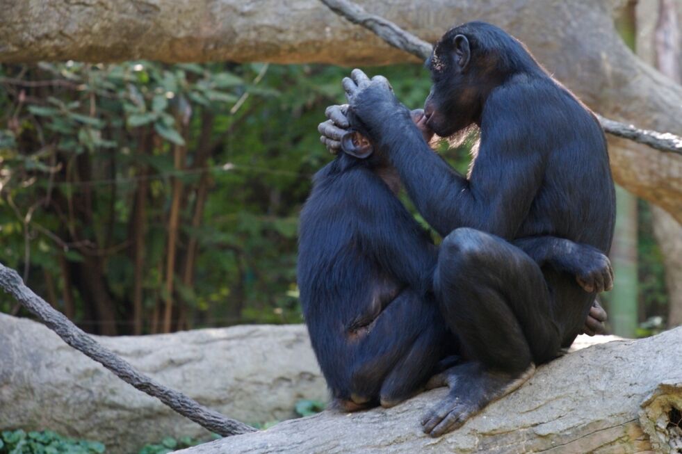 Fotografen Graham McGeorge har dokumentert bonoboer i Jacksonville Zoo i Florida. Se mer av den utrolige likheten mellom oss og våre nære slektninger.
 Foto: Graham McGeorge