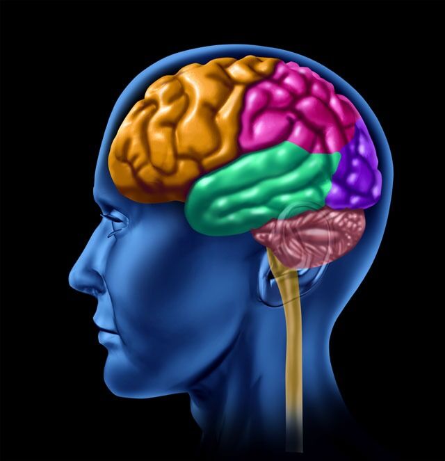Moderne hjerneforskning viser at hjernen kan sees som å være bygget opp av et intrikat sett med moduler.